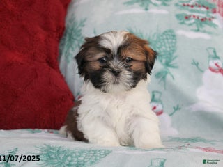 Shih Tzu dogs - Ad 25