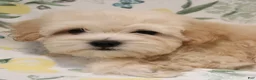 Shihpoo dogs for sale: Shihpoo 2 - "Cochi"  - Ad 4