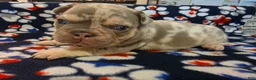 French Bulldog dogs for sale: Prince Charming - Ad 4