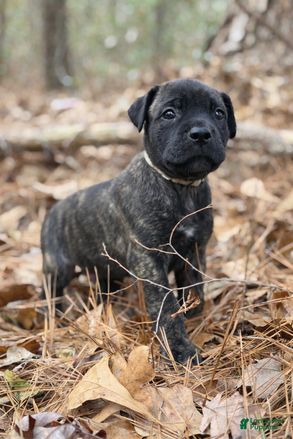 Cane Corso dogs Zues - Ad 7