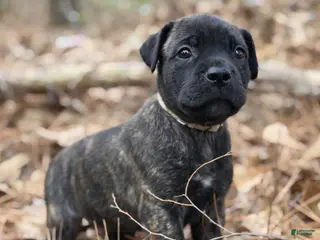 Cane Corso dogs Zues - Ad 17