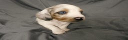 Miniature Dachshund dogs for sale: LMA's ChampionDoxie White Chocolate Chunk - Ad 6