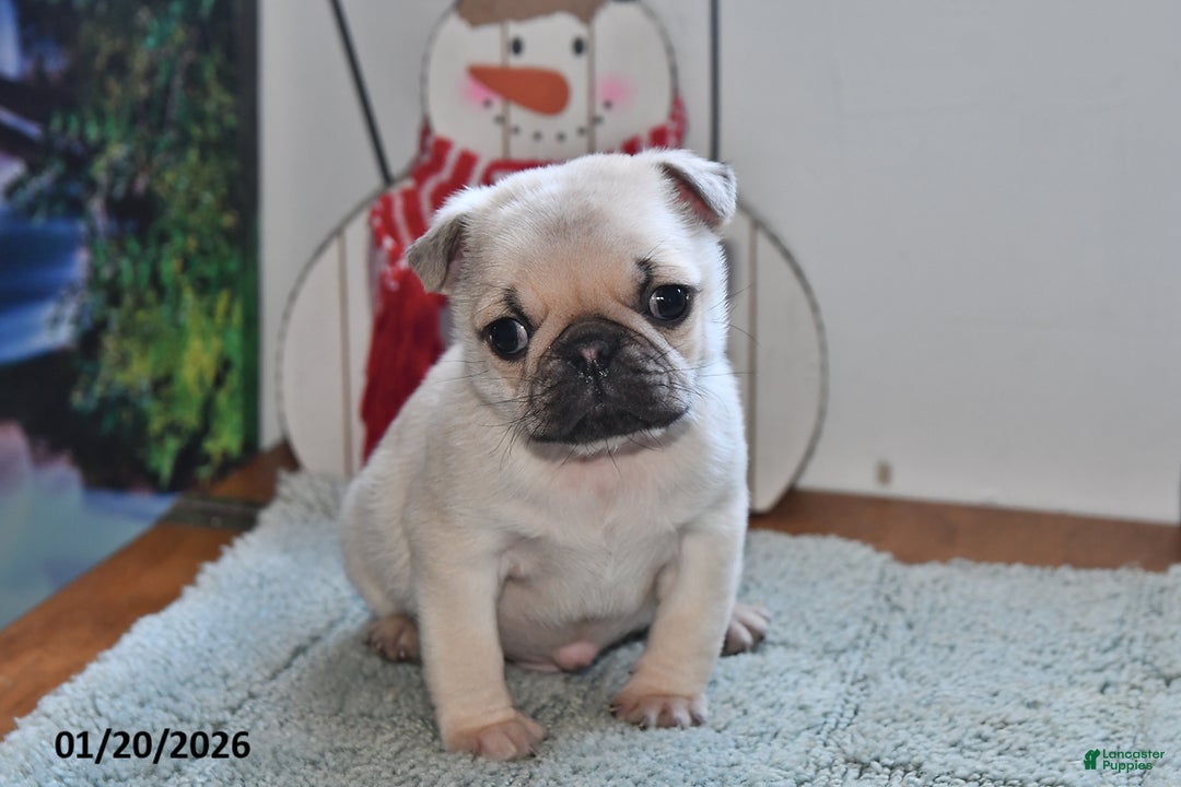 Pug dogs for sale: Bouncer - Ad 2