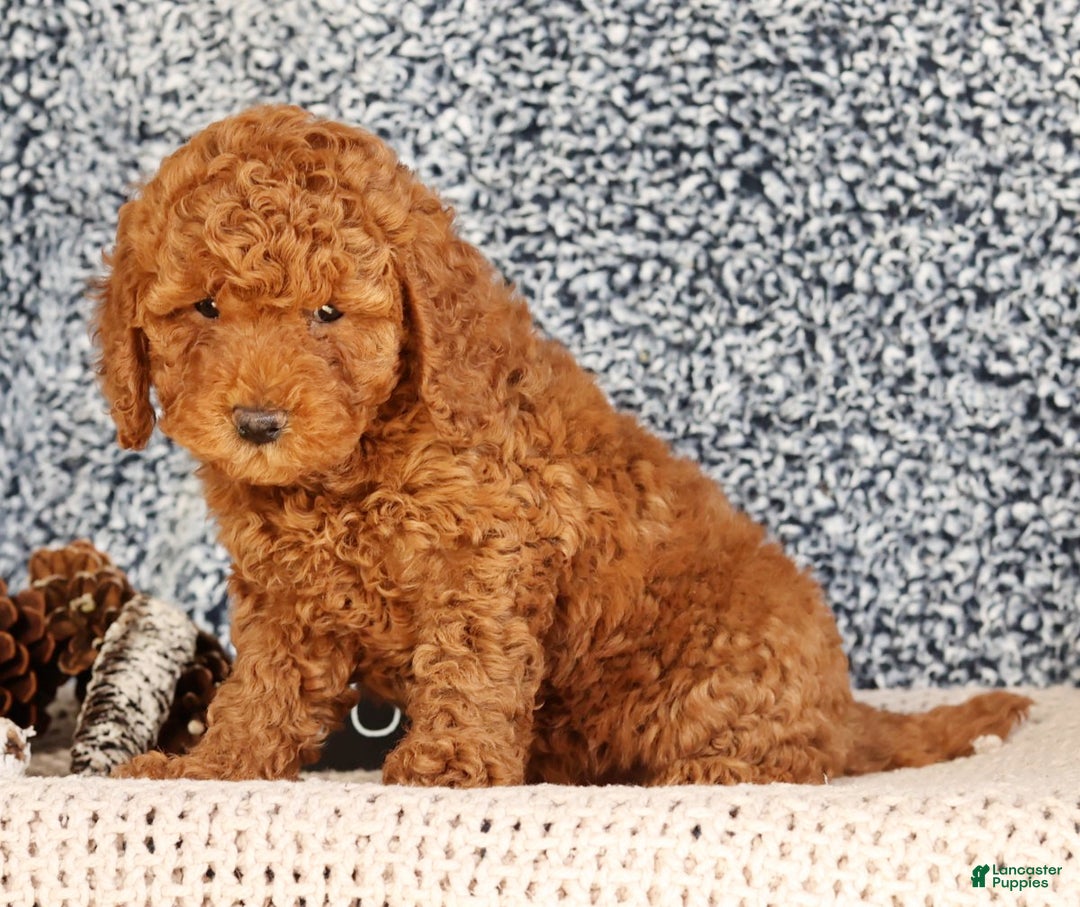 Mini Goldendoodle dogs for sale: Goldie - Ad 7