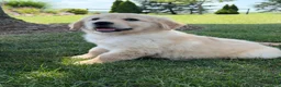 Golden Retriever dogs for sale: Peanut - Ad 3