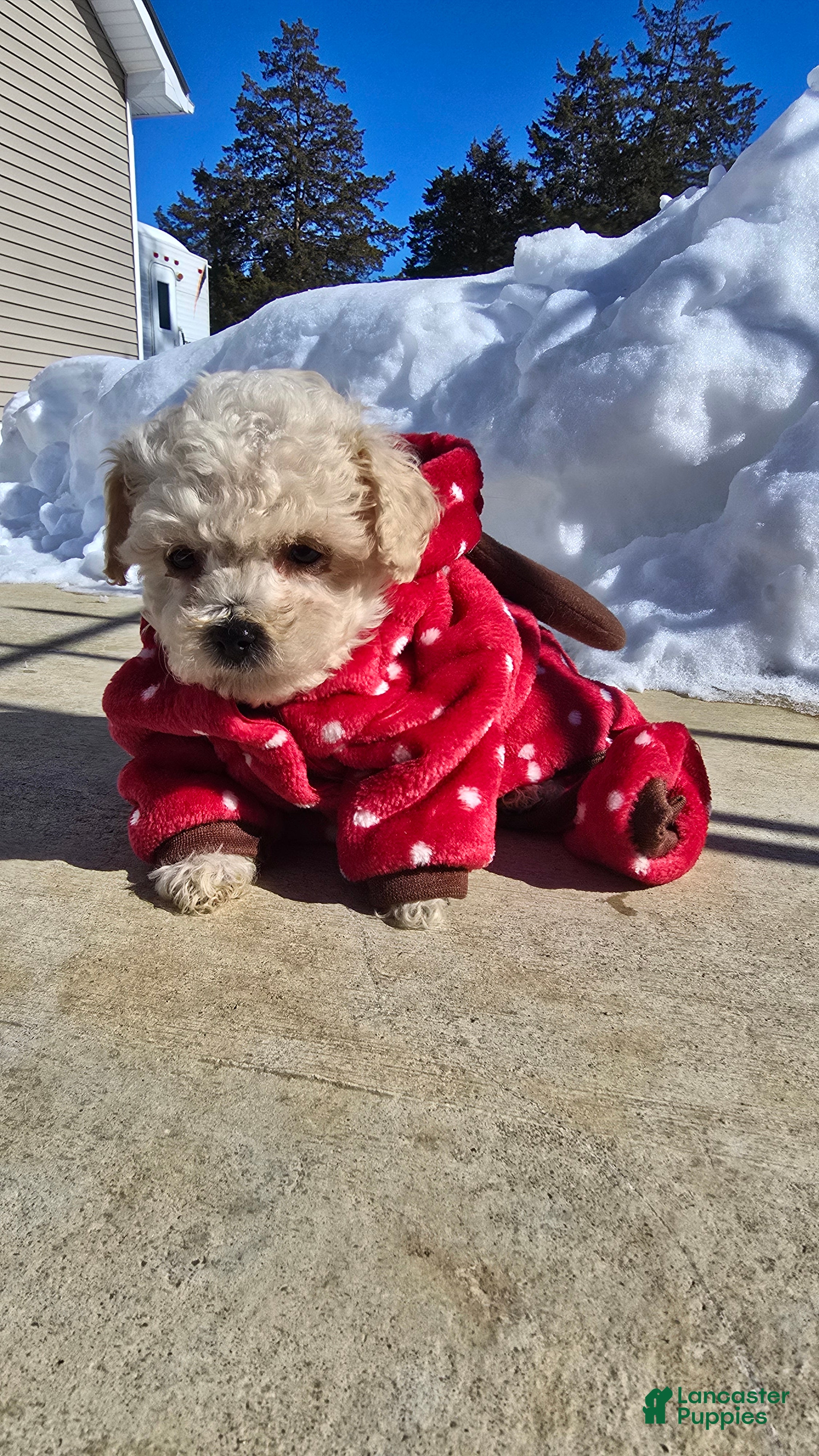 Toy Poodle dogs Lorenzo  - Ad 1