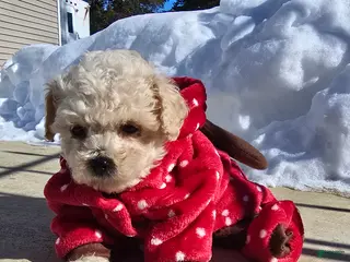 Toy Poodle dogs for sale: Lorenzo - Ad 4