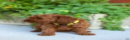 Mini Goldendoodle dogs for sale: Poppy - Ad 4