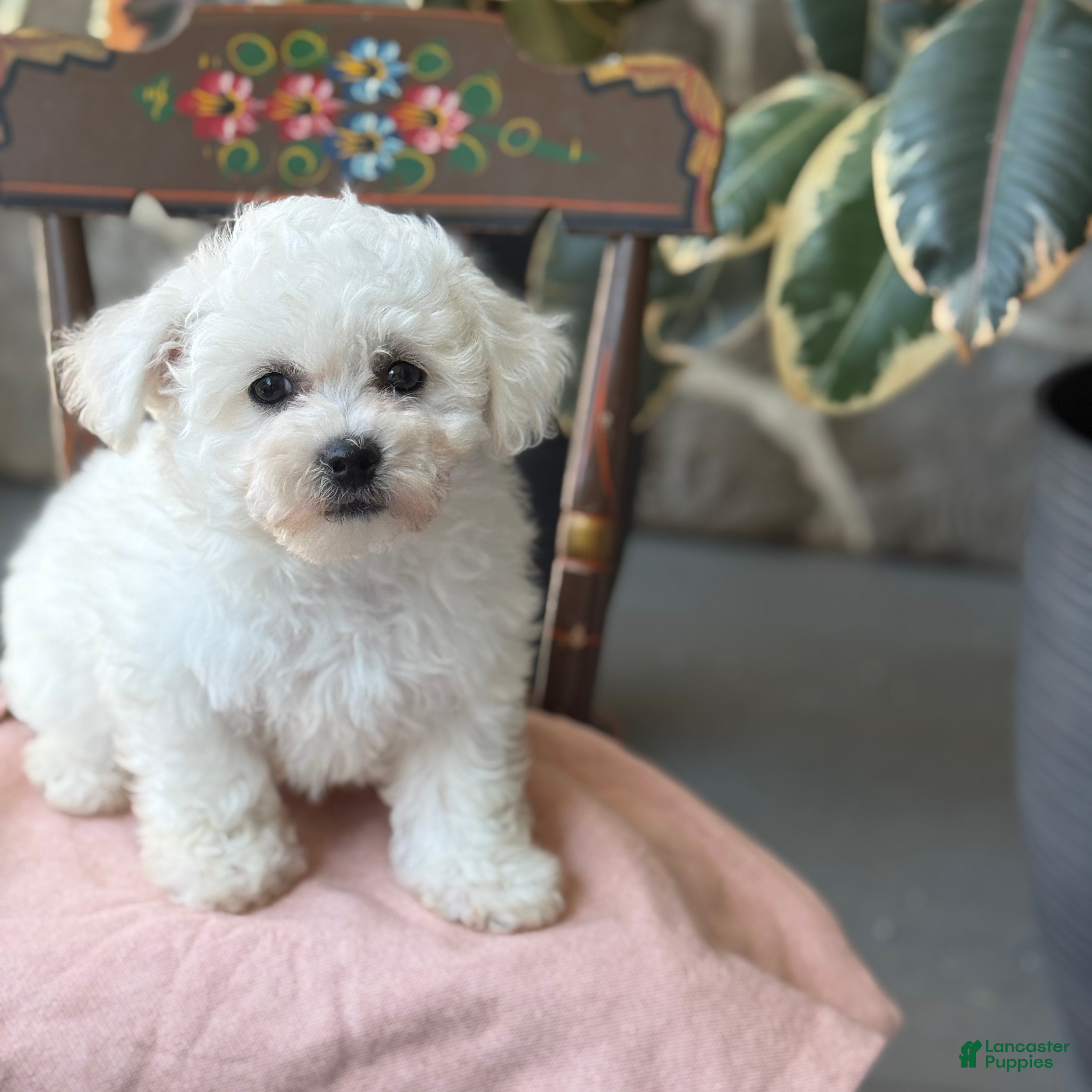 Bichon Frise dogs Jemima - Ad 1