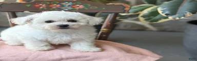 Jemima
