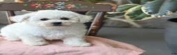 Bichon Frise dogs for sale: Jemima - Ad 1