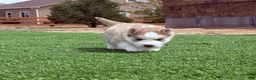 Siberian Husky dogs for sale: Freya - Ad 3