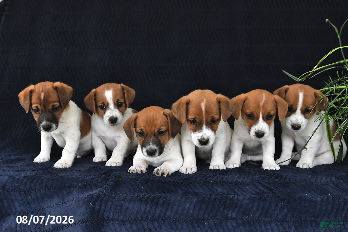 Jack Russell Terrier dogs Yeller - Ad 2