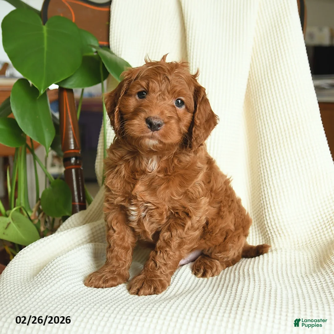 Cockapoo dogs for sale: River - Ad 1