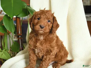 Cockapoo dogs for sale: River - Ad 2