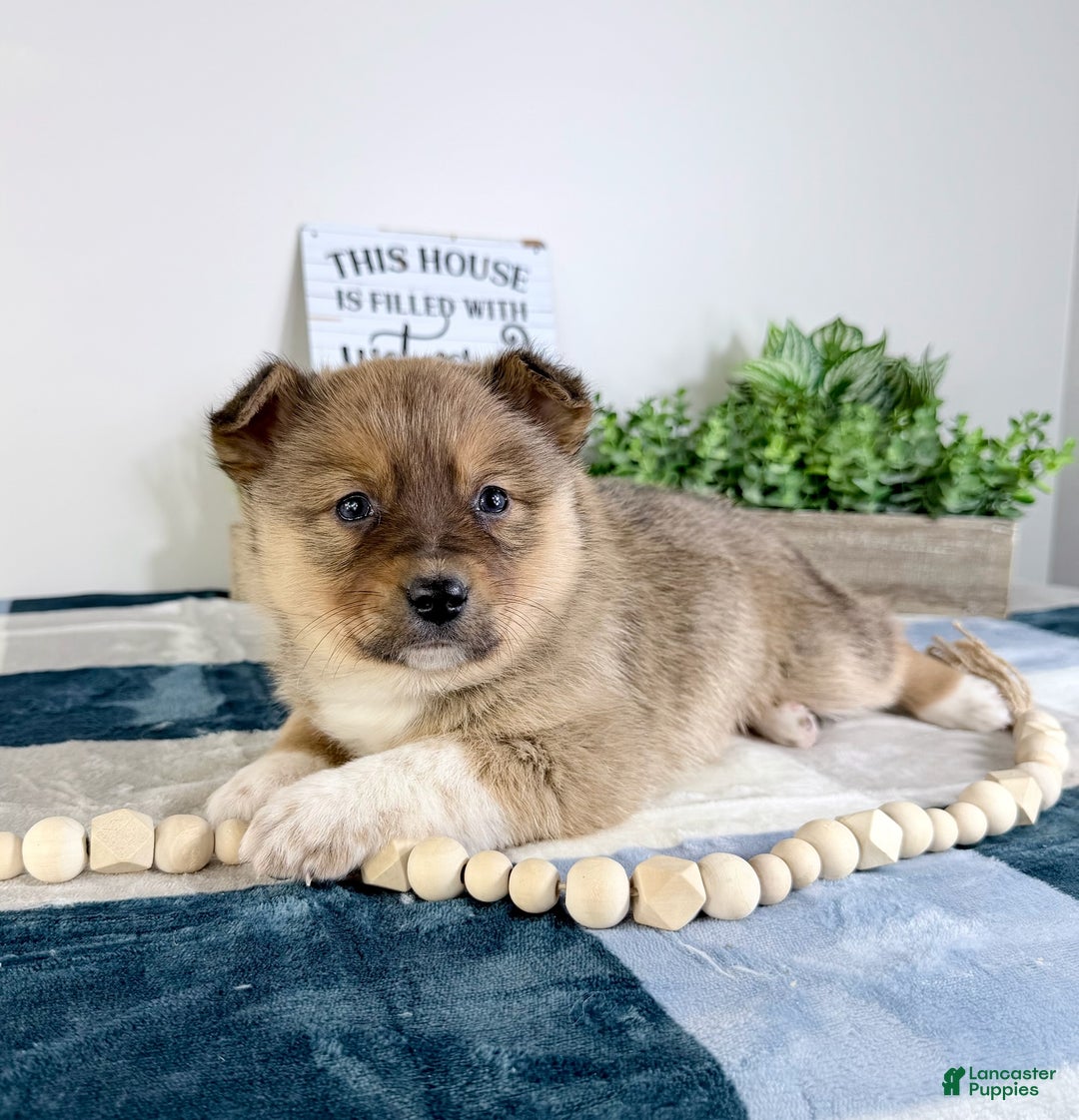 Mixed Breed dogs for sale: Peyton - Ad 5