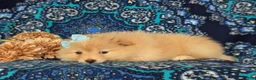 Pomeranian dogs for sale: Monette - Ad 13