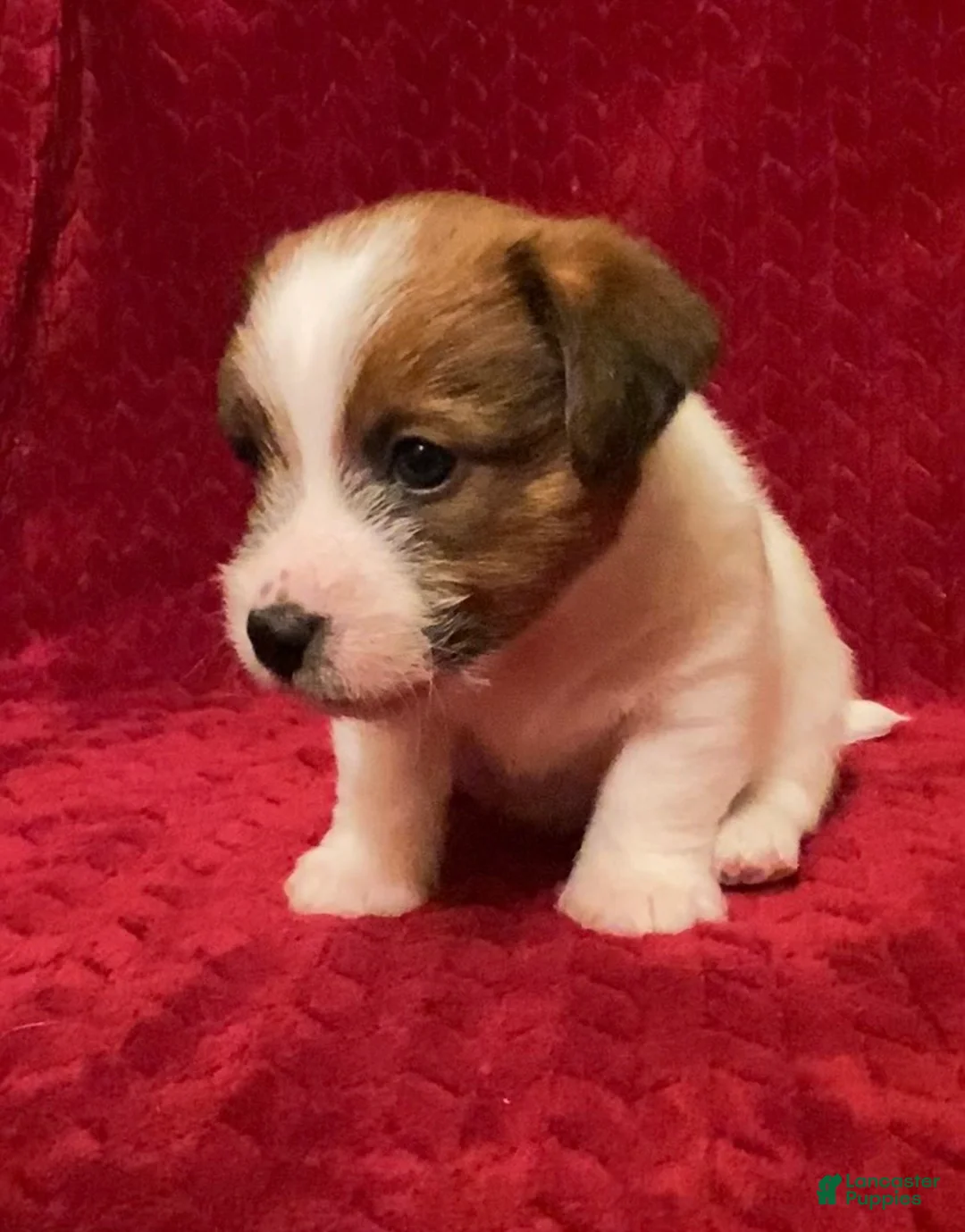 Jack Russell Terrier dogs for sale: Jack Russell Terrier Puppy 1 - Ad 4