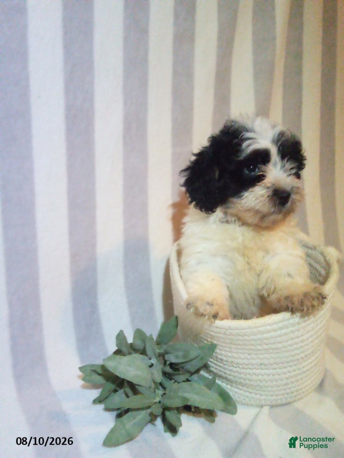 Havapoo dogs Clayton - Ad 1