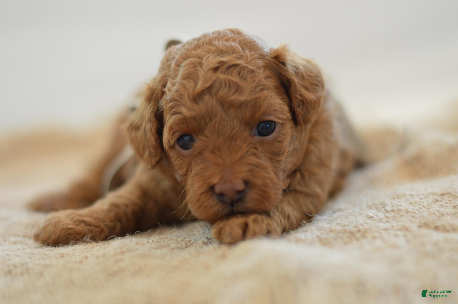 Miniature Poodle dogs Meeny - Ad 2