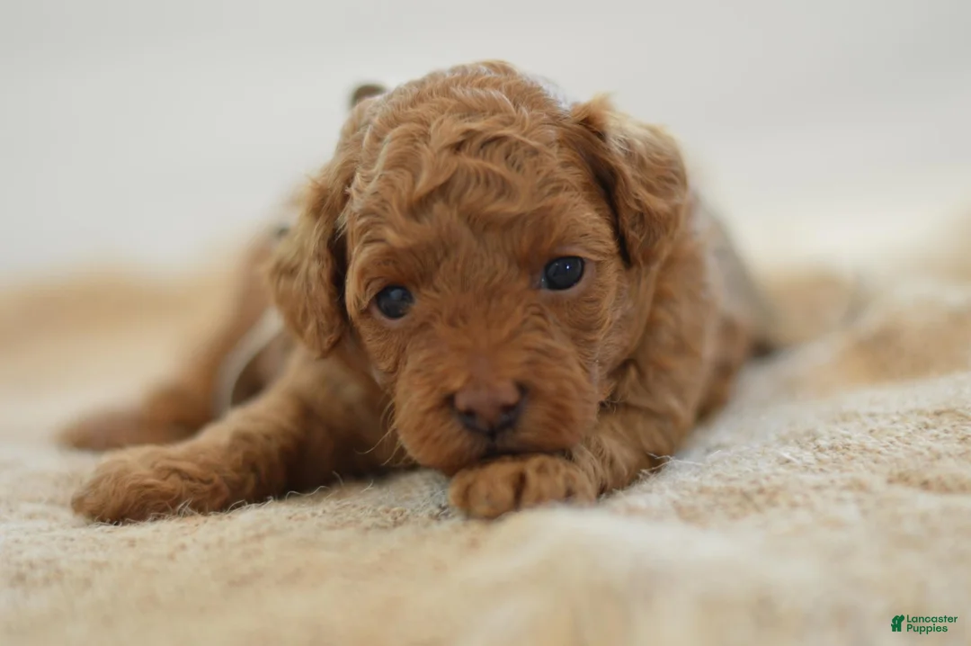 Miniature Poodle dogs for sale: Meeny - Ad 2