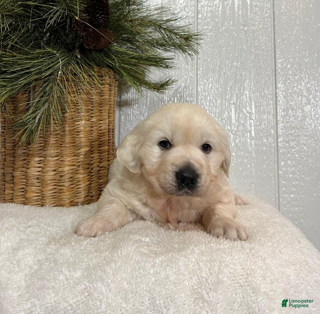 Golden Retriever dogs for sale: Rosie - Ad 12