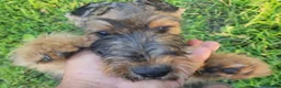 Airedale Terrier dogs for sale: Enchanted Airedales - Turquoise Girl - Ad 14