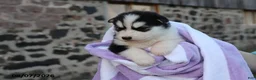 Alaskan Malamute dogs for sale: Cascade - Ad 4