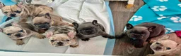 French Bulldog dogs for sale: Giselle - Ad 10