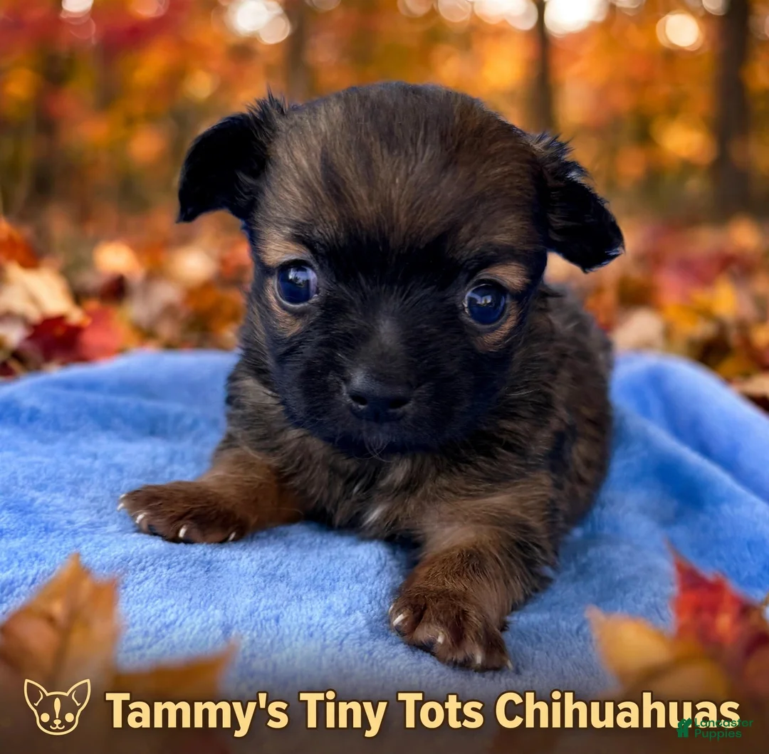Chihuahua dogs for sale: Chihuahua 1 - Ad 2