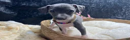 Italian Greyhound dogs for sale: Italian Greyhound 1 - Ad 6