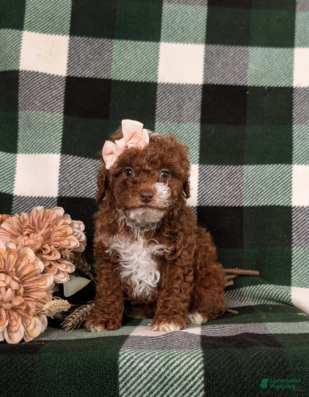 Mixed Breed dogs for sale: Helene 10 lbs Full Grown - Ad 3