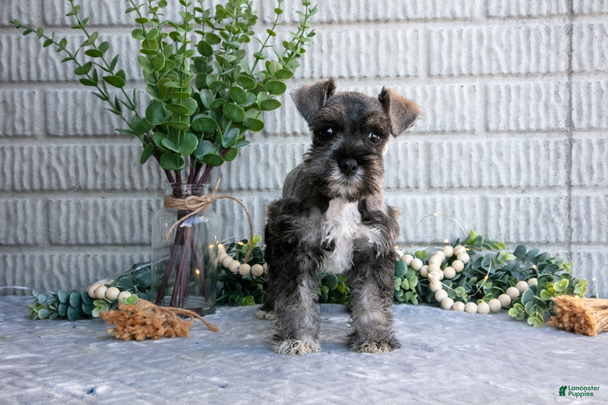 Miniature Schnauzer dogs May - Ad 1