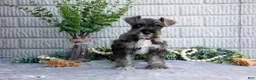 Miniature Schnauzer dogs for sale: May - Ad 1