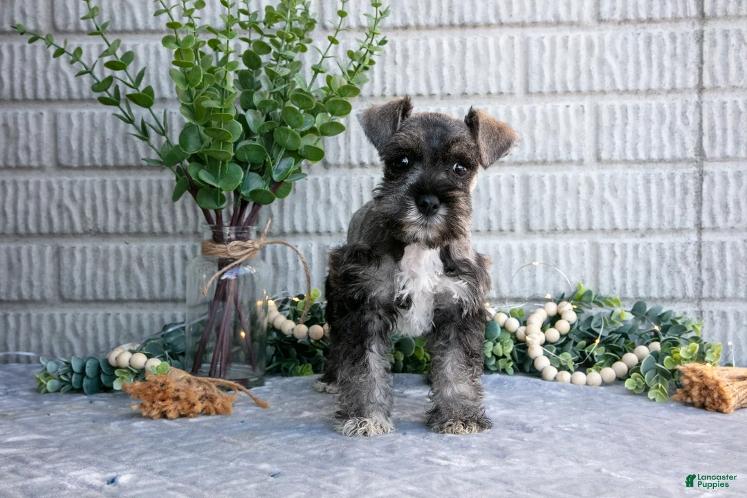 Miniature Schnauzer dogs for sale: May - Ad 1