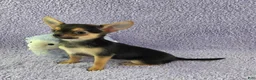 Chihuahua dogs for sale: Zoey - Ad 11