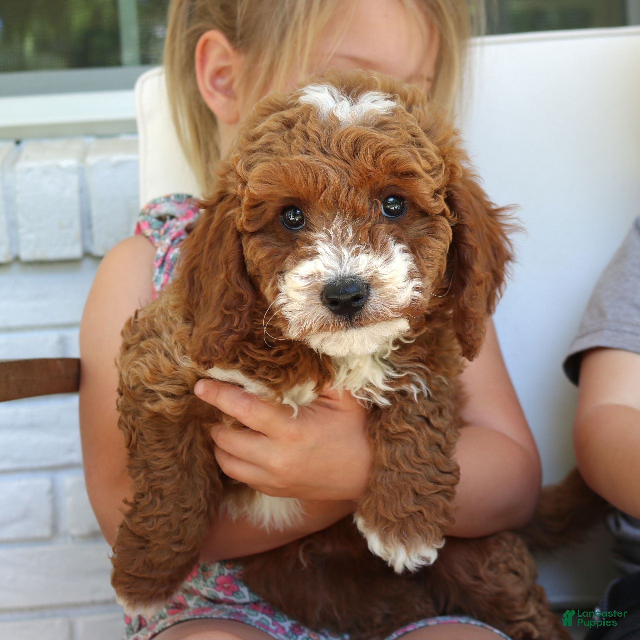 Mini Goldendoodle dogs Sparky  - Ad 2