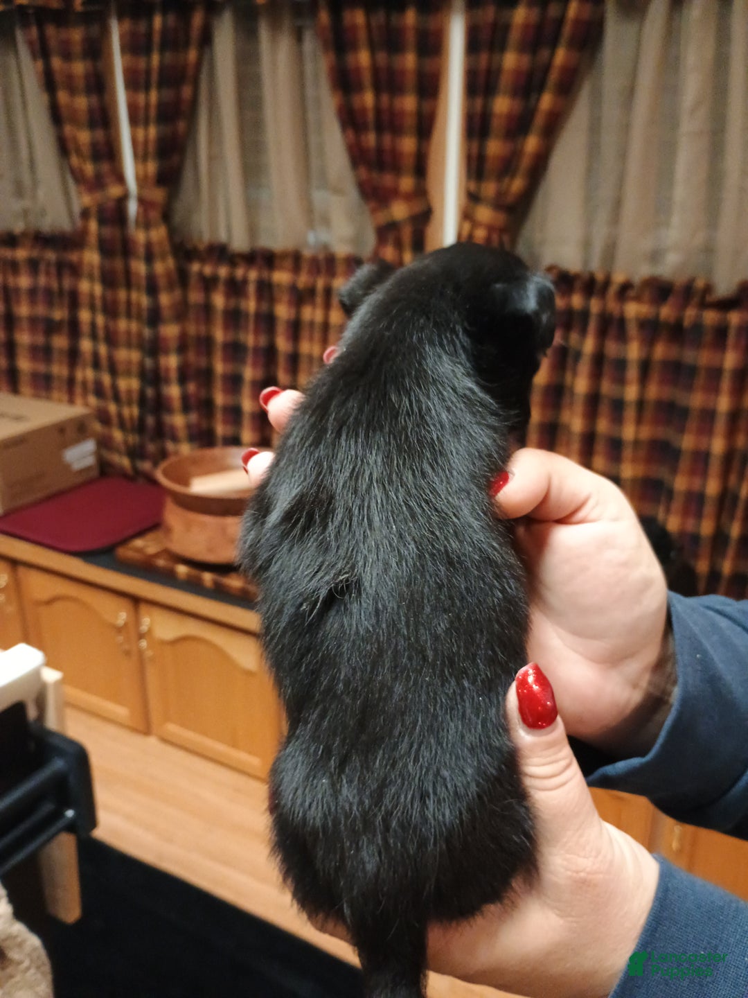 Chihuahua dogs for sale: Pixie - Ad 7