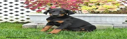 Doberman Pinscher dogs for sale: Piper - Ad 2