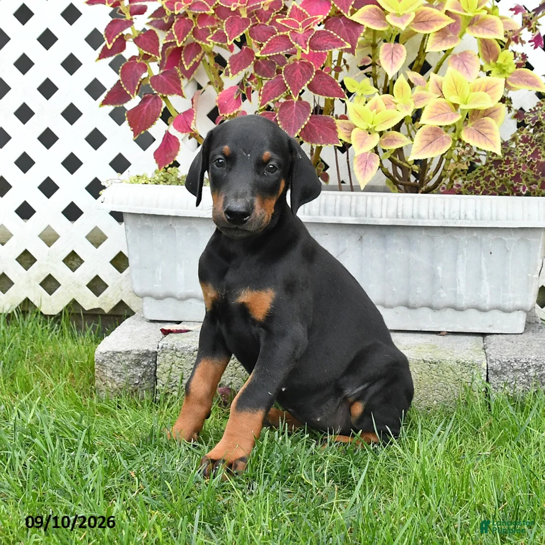 Doberman Pinscher dogs for sale: Piper - Ad 2