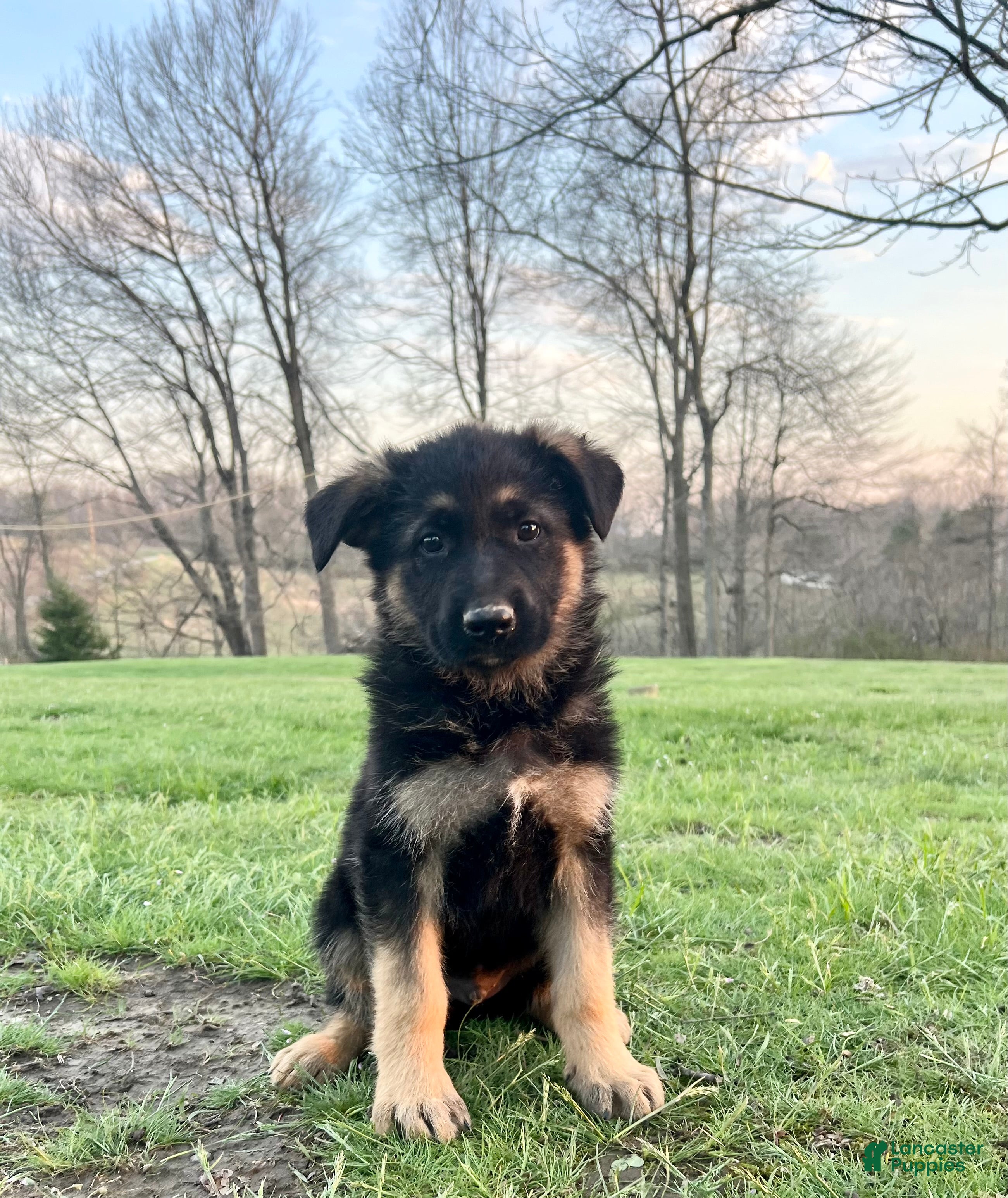 German Shepherd dogs Memphis  - Ad 1