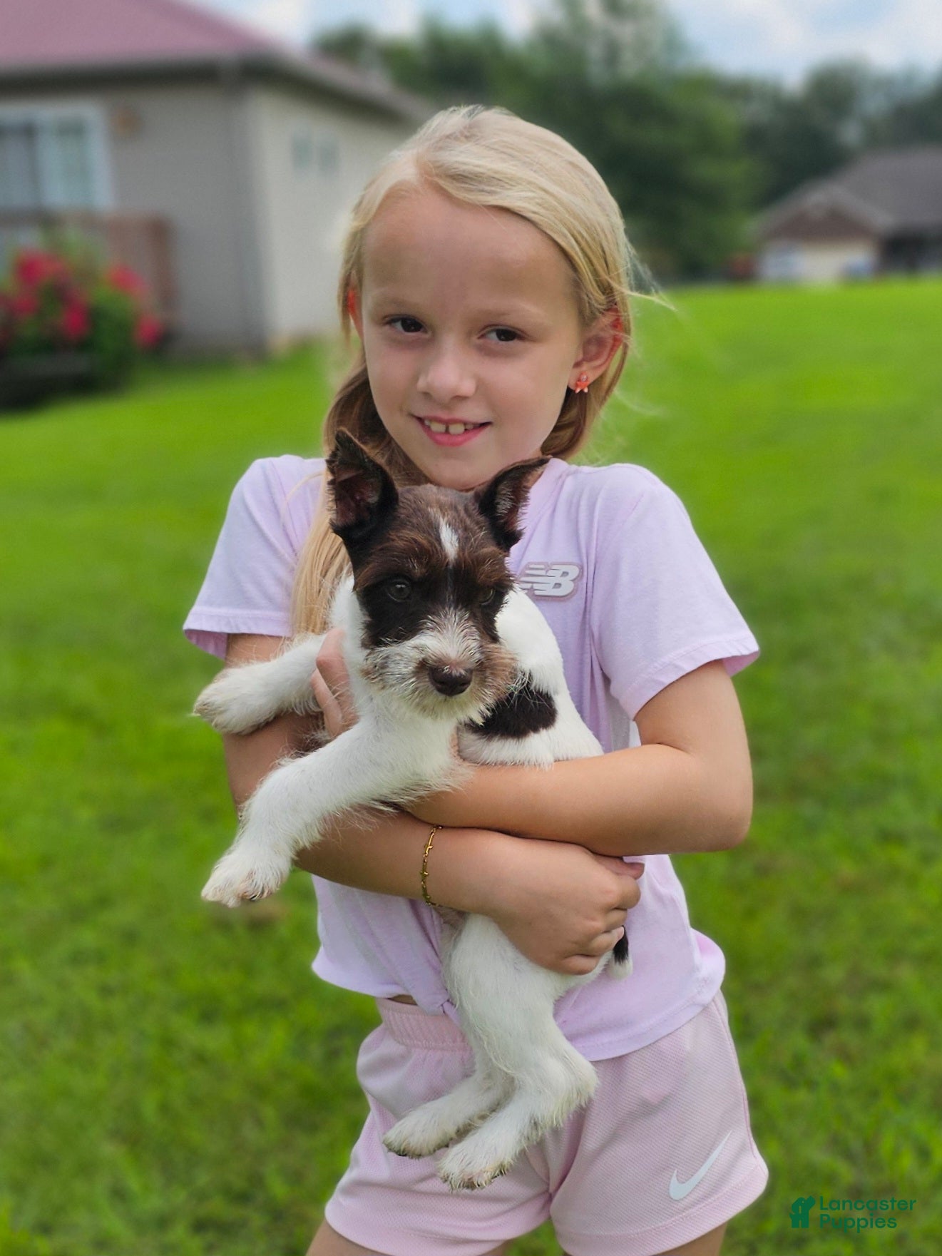 Miniature Schnauzer dogs Miniature Schnauzer 3 - Ad 1