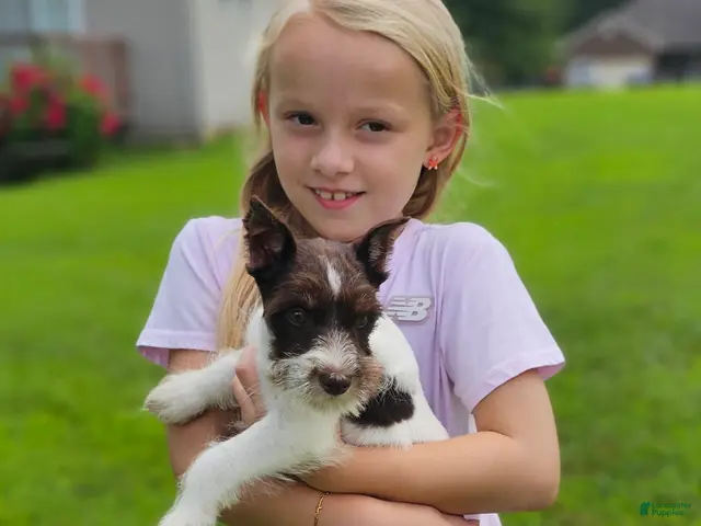 Miniature Schnauzer dogs Miniature Schnauzer 3 - Ad 1