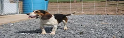 Beagle dogs for sale: Elikhana - Ad 13