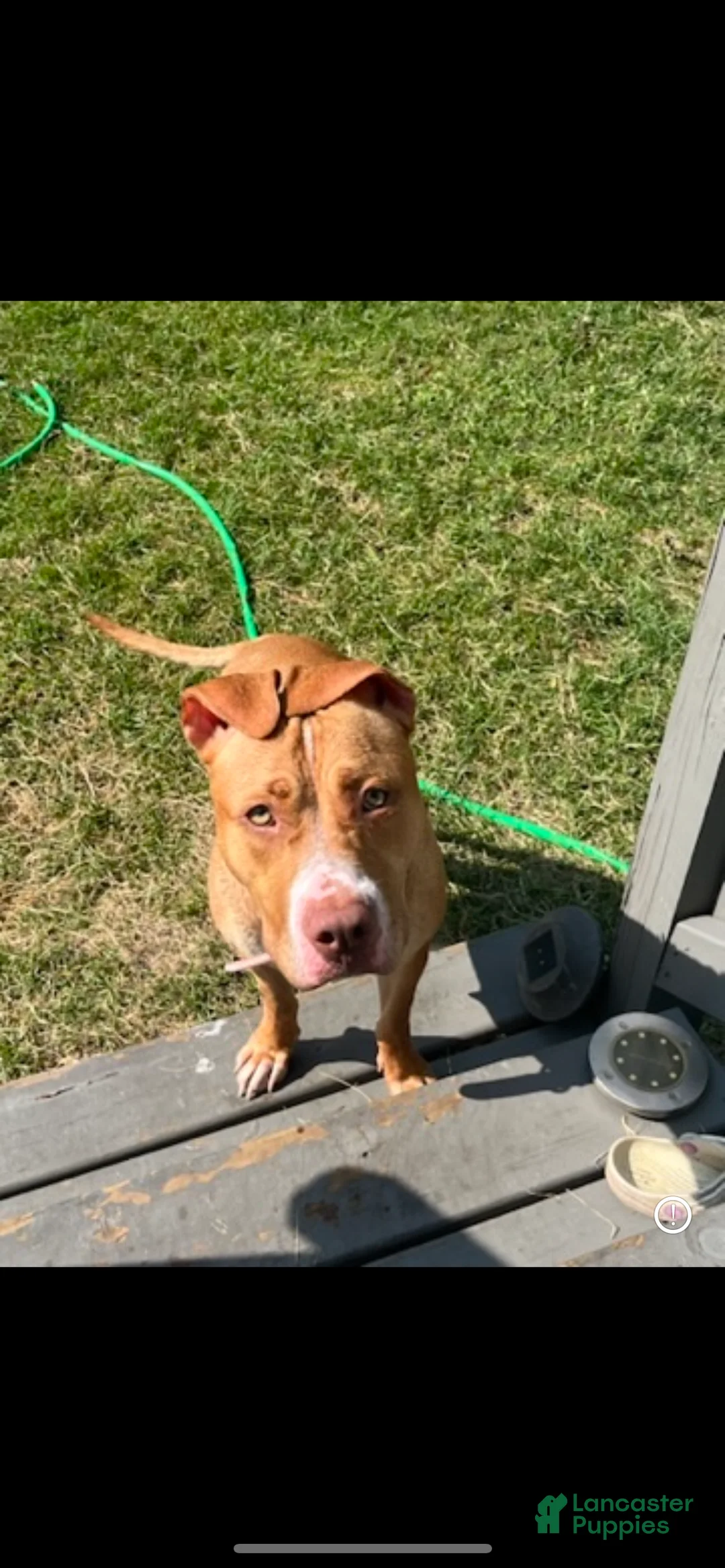 Mixed Breed dogs for sale: Mixed Breed Puppy 5 - Ad 2