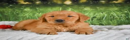 Golden Retriever dogs for sale: Joey - Ad 11