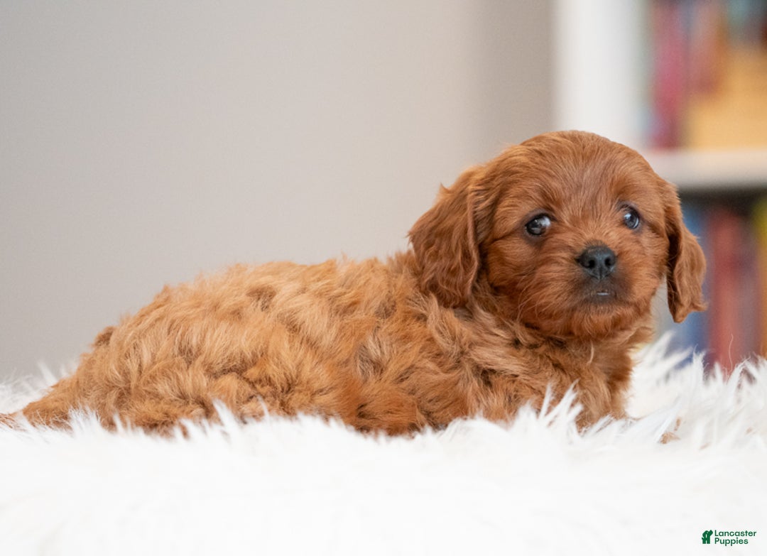 Cavapoo dogs for sale: Rudy - Ad 3