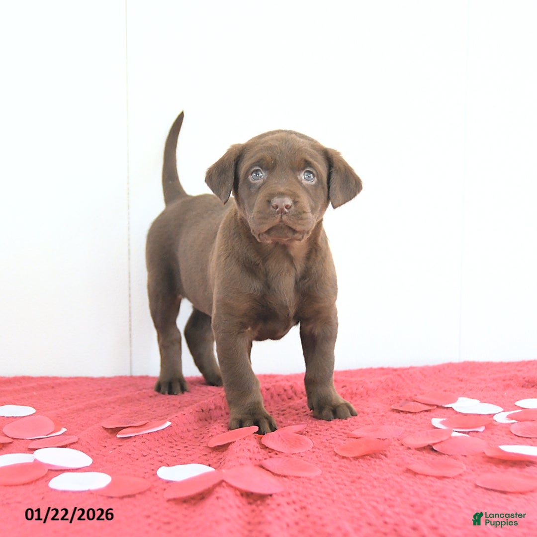 Labrador Retriever dogs for sale: Aurora - Ad 4