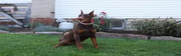 Doberman Pinscher dogs for sale: Tina - Ad 6