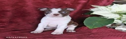 Boston Terrier dogs for sale: Birdie - Ad 3